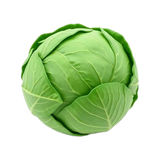 Cabbage