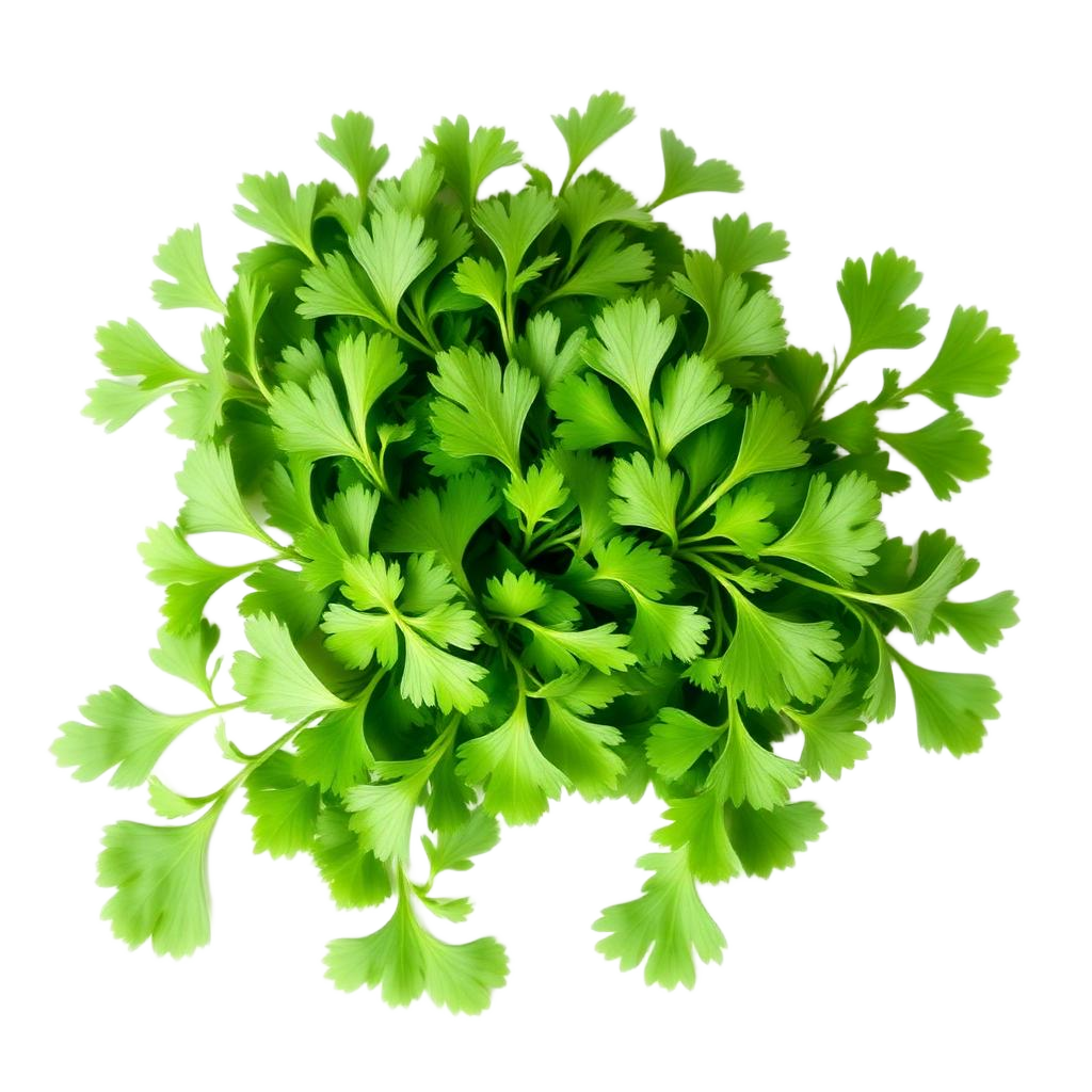 Cilantro