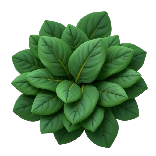 Spinach